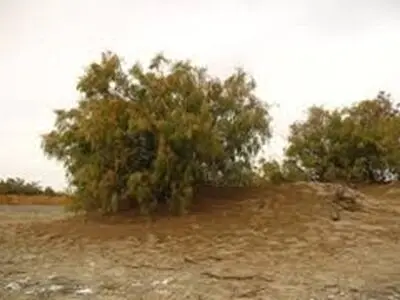 اتمام پنج پروژه بذرکاری تا اواخر بهمن ماه سال جاری در استان اصفهان