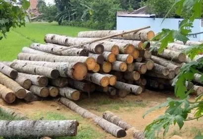 بیش از نیمی از مراکز دپو چوب در گلستان به صورت غیرقانونی فعالیت دارند