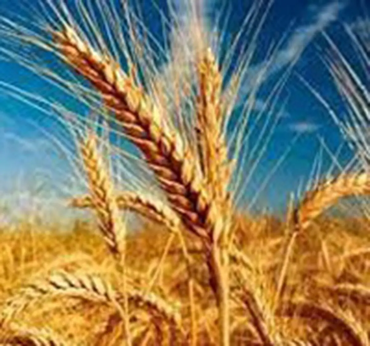 پرداخت 20 هزار میلیارد ریال برای خرید گندم توسط بانک ملی ایران