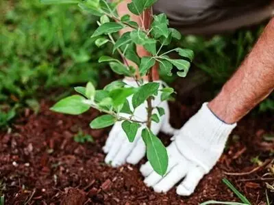 غرس ۱۰ هزار اصله نهال مثمر در کرمانشاه  