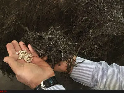 تاثیر آنفولانزا بر تولید قارچ/ تغییر در فلور میکروبی کود مرغی دردسر ساز شد