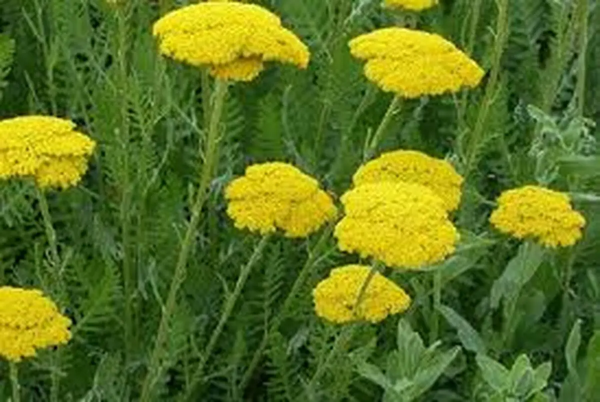 توسعه کشت گیاهان دارویی از اولویت‌های جهاد کشاورزی زنجان در سال جدید/ گیاهان دارویی ظرفیت‌ مغفول مانده در استان است
