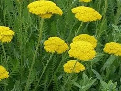 توسعه کشت گیاهان دارویی از اولویت‌های جهاد کشاورزی زنجان در سال جدید/ گیاهان دارویی ظرفیت‌ مغفول مانده در استان است