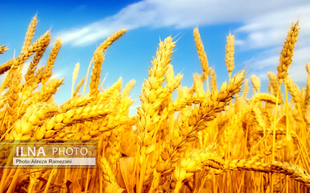 خریداری بیش از یک میلیون تن گندم از استانهای مازندران، گلستان و سمنان