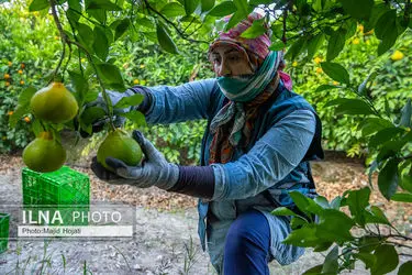 برداشت نارنگی از باغات هاشم‌آباد گرگان