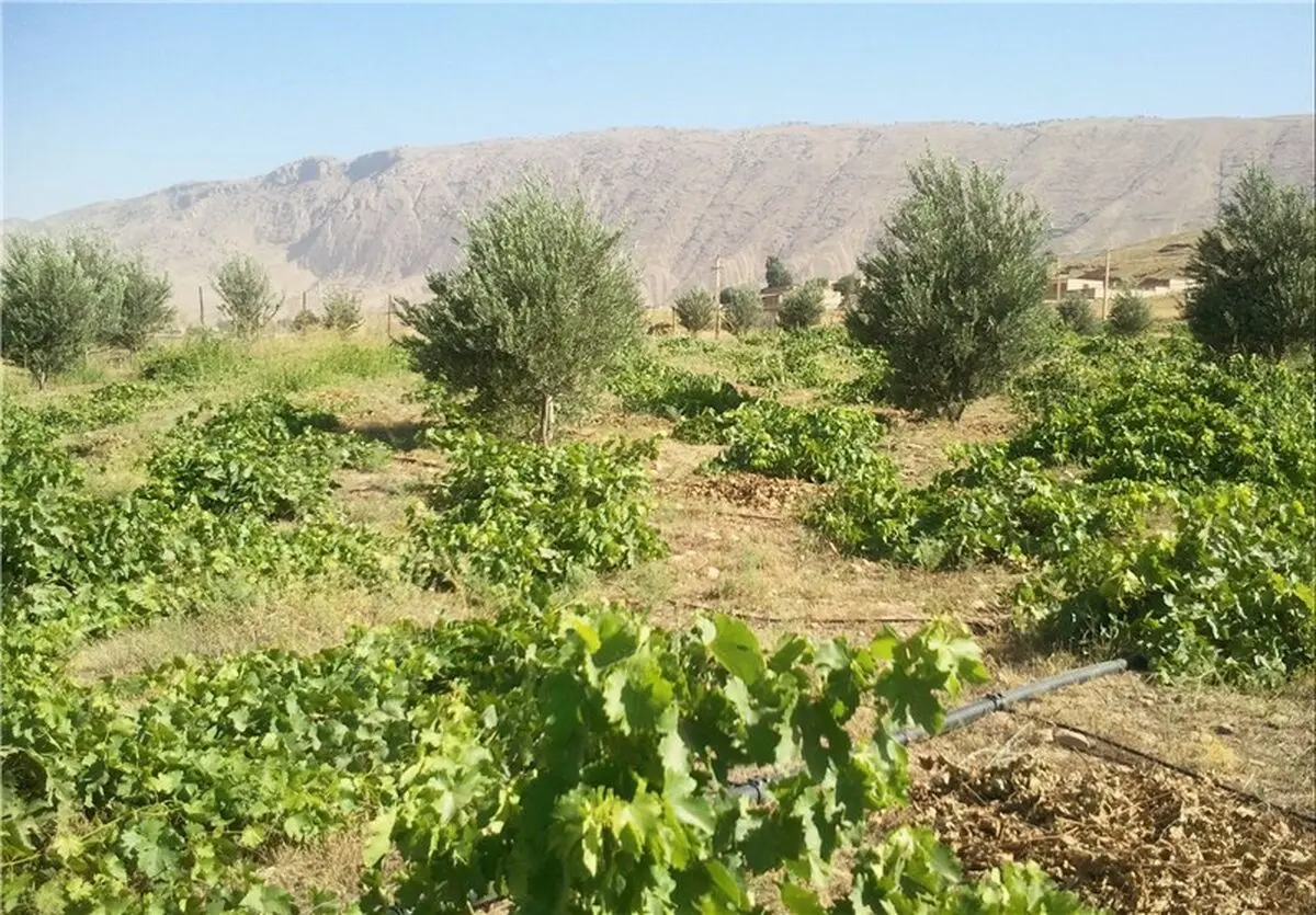  استان‌ کردستان  مشمول طرح توسعه باغات شد