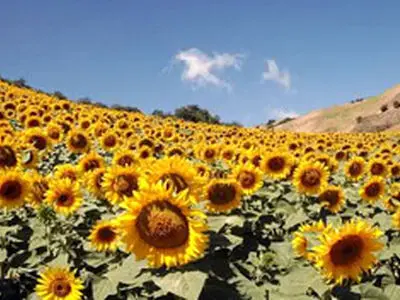 برداشت آفتابگردان برای نخستین بار در رامهرمز
