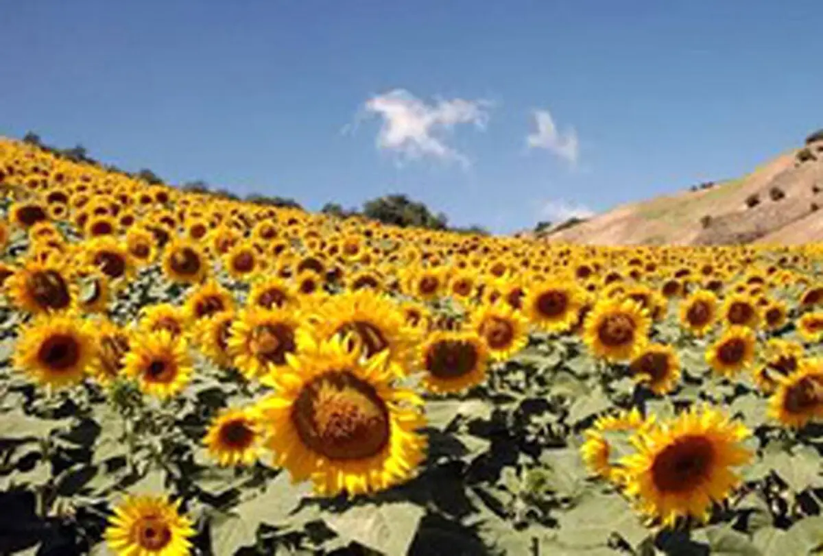 برداشت آفتابگردان برای نخستین بار در رامهرمز