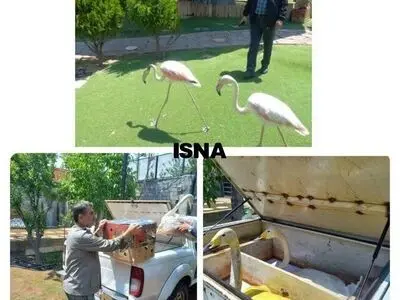 کشف قو و فلامینگو از یک منزل شخصی در ماهدشت کرج