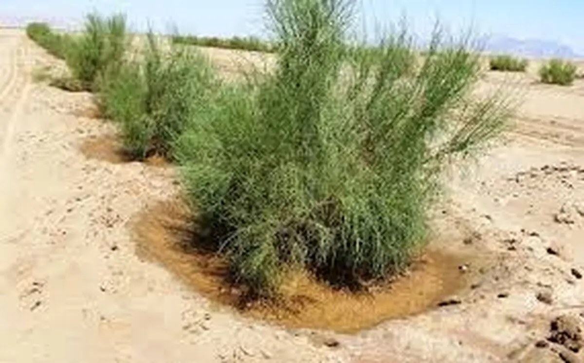 ضرورت تشکیل کارگروه ملی کنوانسیون مقابله با بیابان‌زایی