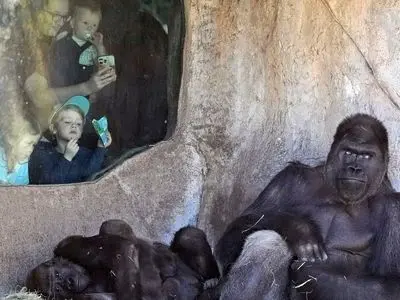 لحظات نفس‌گیر حمله گوریل به دو نگهبان زن باغ‌وحش + فیلم