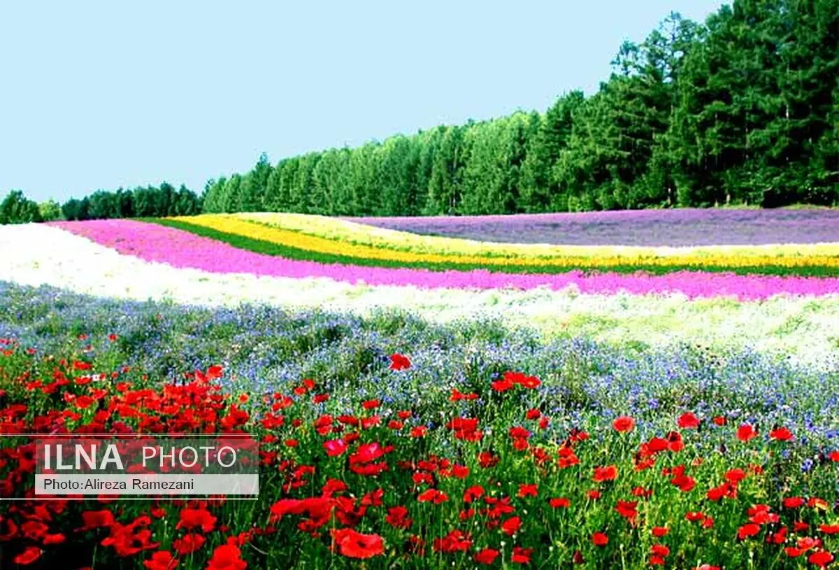  راه اندازی پایانه های زنجیره ای توزیع گل و گیاه