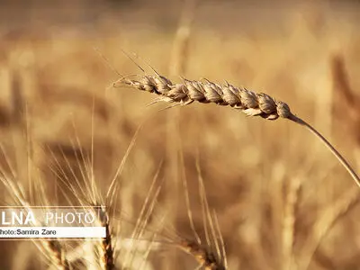یا به قیمت بخرید یا یارانه بدهید/ افزایش چشمگیر تورم در تولید کشاورزی