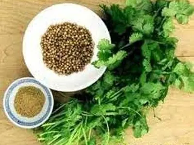 100درصد محصول گشنیز خام فروشی می شود
