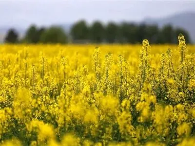 برداشت بیش از ۲۰۰ تن دانه روغنی کلزا در نیشابور