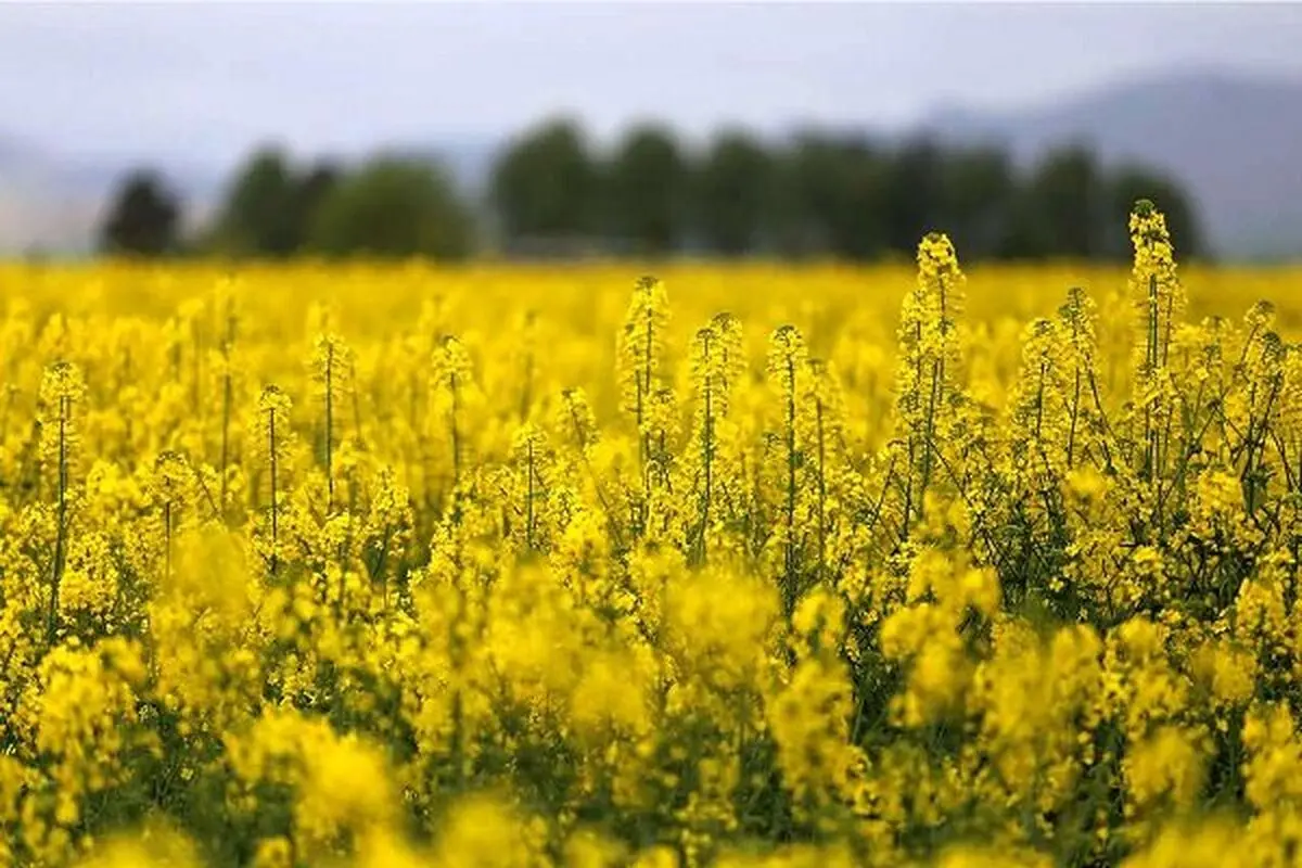 برداشت بیش از ۲۰۰ تن دانه روغنی کلزا در نیشابور