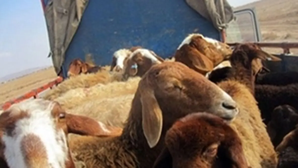 جزای ۵.۵ میلیاردی برای قاچاقچی دام