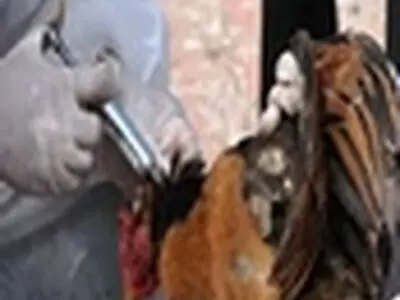 برگزاری مانور مقابله با بیماری آنفلونزای حاد پرندگان در استان البرز