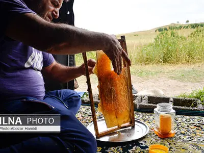 آیا عسل طبیعی شکرک می‌زند ؟