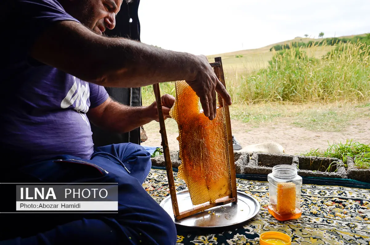 آیا عسل طبیعی شکرک می‌زند ؟