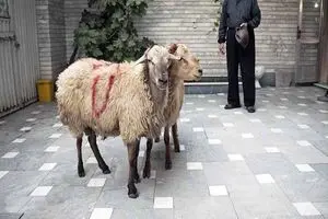 توصیه‌های بهداشتی ذبح دام که در عید قربان باید جدی بگیرید