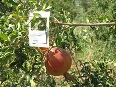 مبارزه بیولوژیک با کرم گلوگاه در باغ‌های انار شهرستان سرخه شروع شد