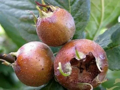 آغاز برداشت ازگیل در گیلان