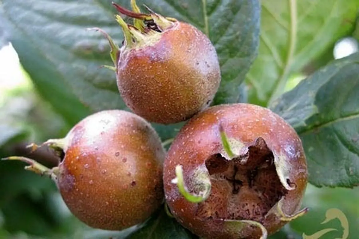 آغاز برداشت ازگیل در گیلان