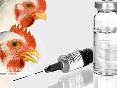  پایان فاز هشتم واکسیناسیون نیوکاسل خوراکی در دزفول