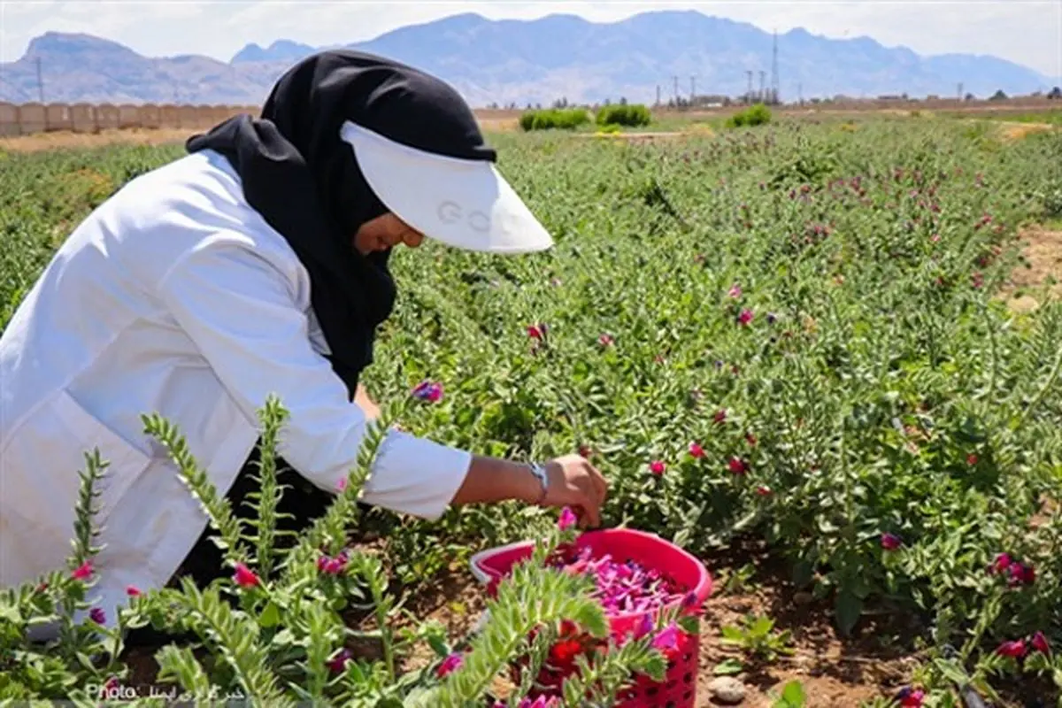 تهیه طرح پرورش گیاهان دارویی در ۲.۵ میلیون هکتار از اراضی مرتعی کشور 