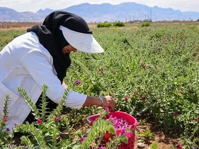 تهیه طرح پرورش گیاهان دارویی در ۲.۵ میلیون هکتار از اراضی مرتعی کشور 