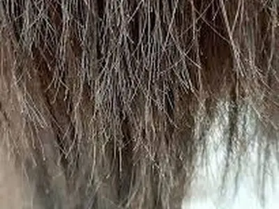 راهکار‌های باورنکردنی برای مقابله با آسیب دیدگی مو