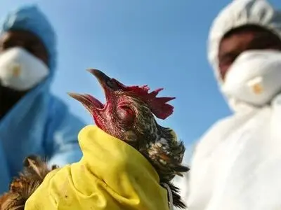 موردی از آنفلوانزای فوق حاد پرندگان در شفت مشاهده نشده است