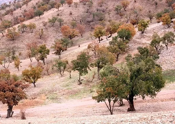 ۶۰۰ هزار هکتار درخت بلوط در سطح استان در معرض خشکیدگی و زوال است