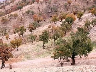راننده‌کامیونی که شوره‌زار زرین‌دشت را تبدیل به جنگل کرد+فیلم