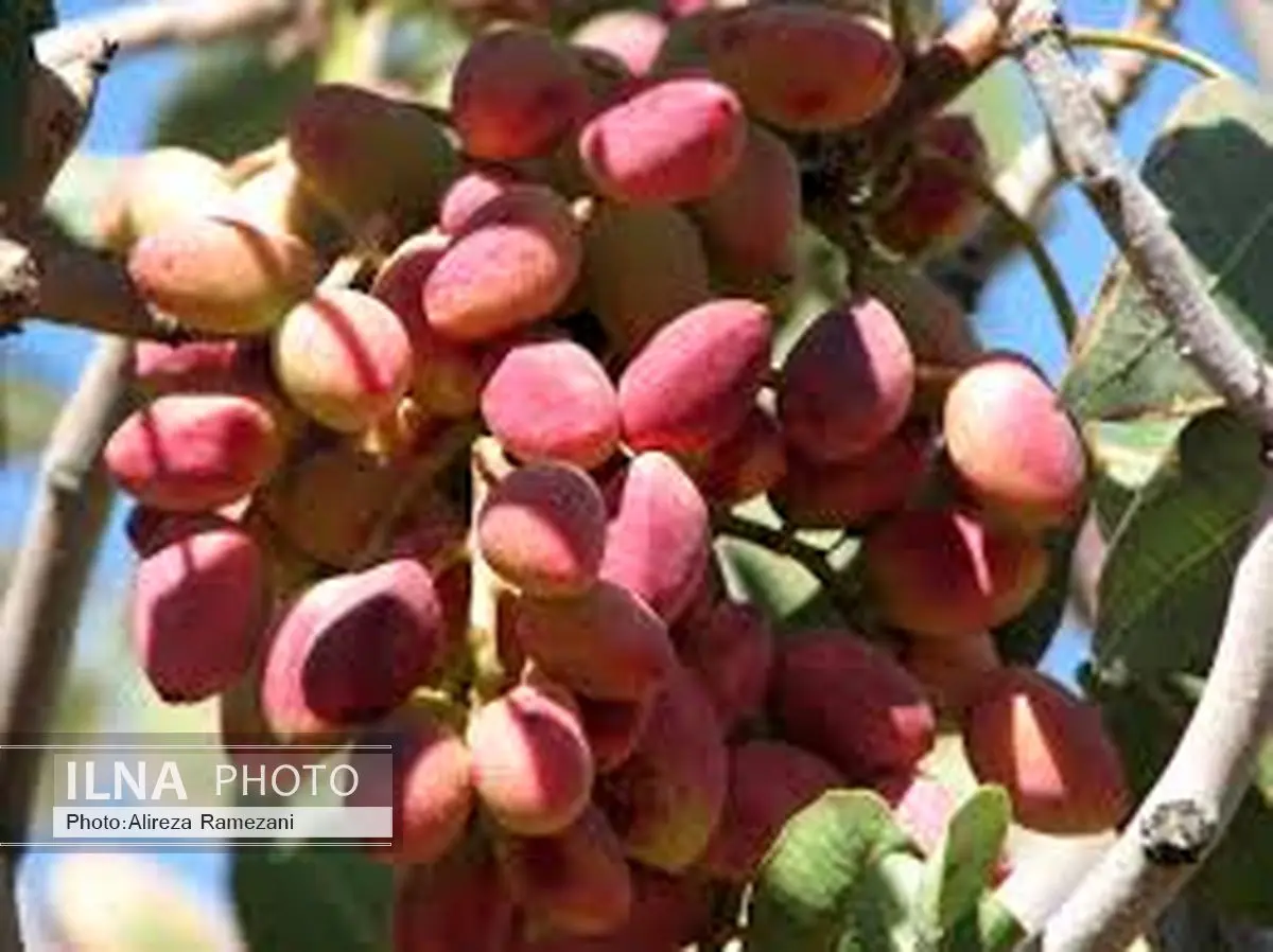 اولین جشنواره پسته قزوین برگزار می‌شود