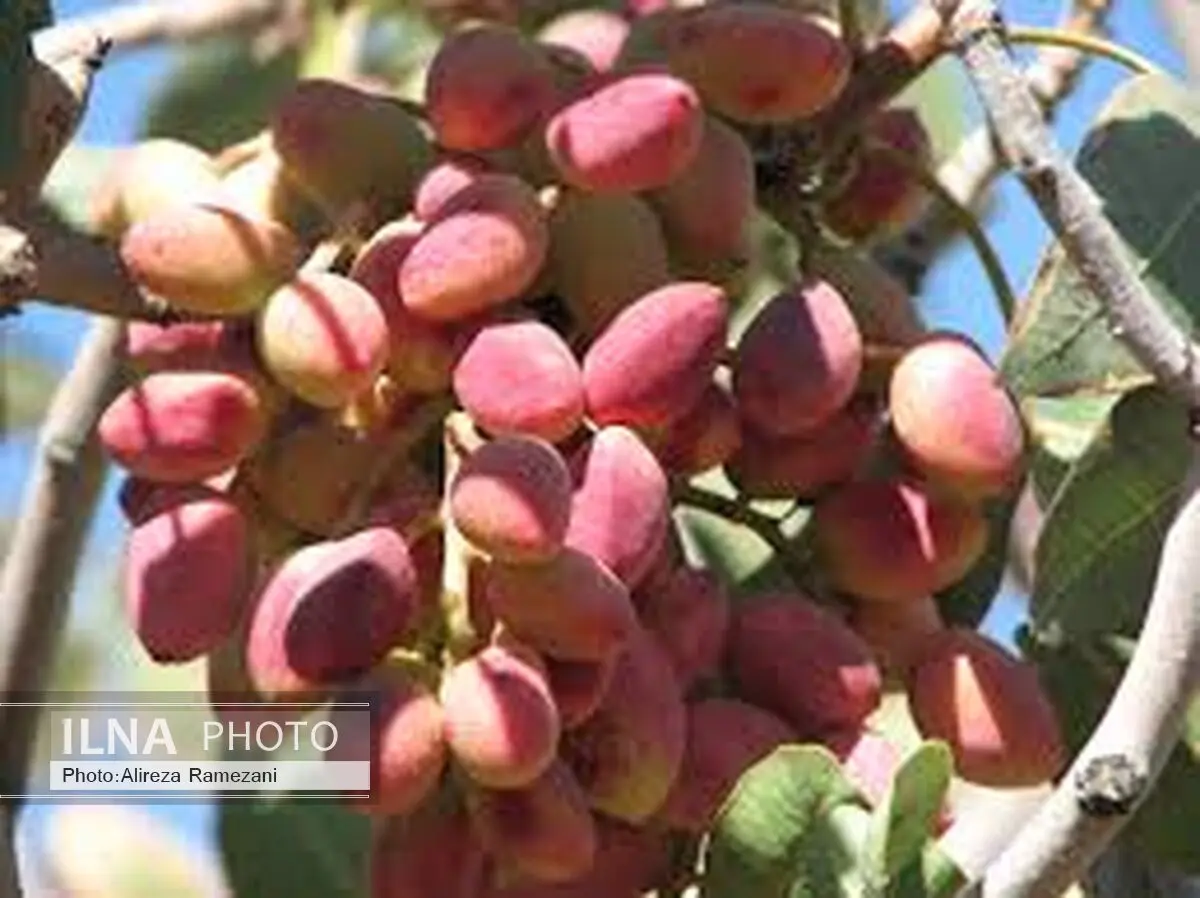 اولین جشنواره پسته قزوین برگزار می‌شود