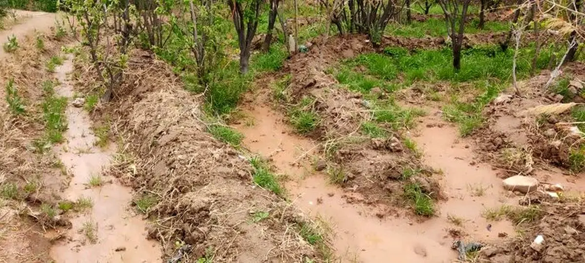 آسیب 3000 هکتاری اراضی کشاورزی استان هرمزگان در پی بارش‌های اخیر