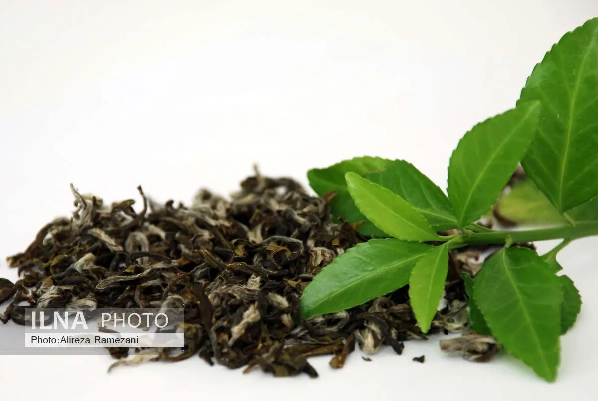 86 درصد از برگ سبز چای خریداری شده درجه یک است