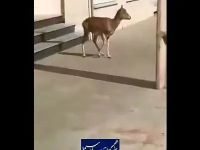ورود میش وحشی  به معابر شهری لواسان + فیلم