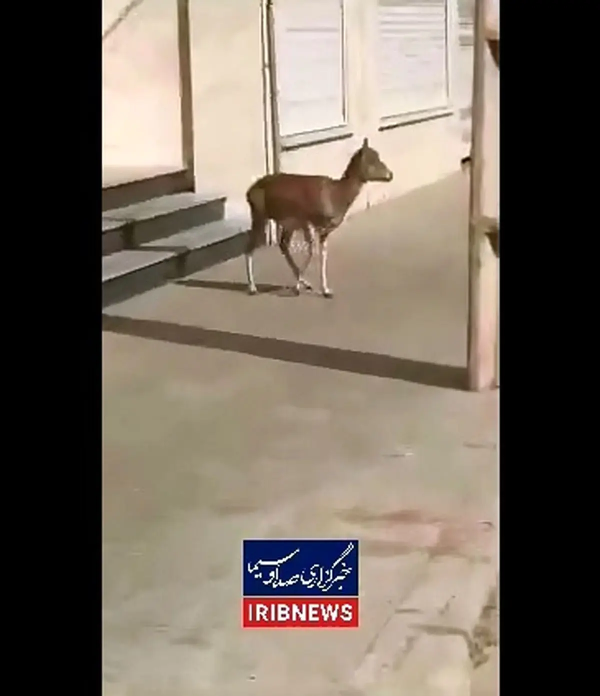 ورود میش وحشی  به معابر شهری لواسان + فیلم