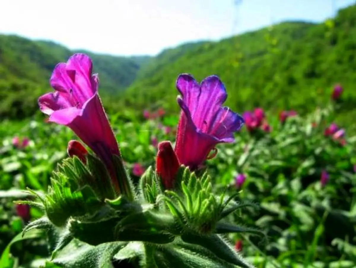 طراحی سامانه هد برداشت گل گاوزبان توسط دانشگاه تهران