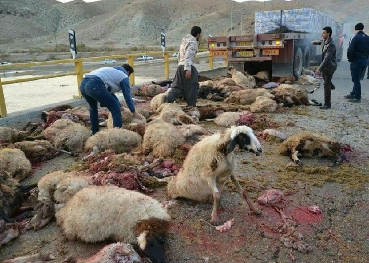 برخورد کامیون با گله گوسفندان در سرخس حادثه آفرید
