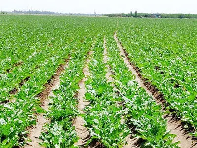 با استفاده از کمباین ویژه چغندرقند برداشت محصول با سرعت و کارایی بیشتری انجام می‌شود