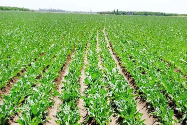 با استفاده از کمباین ویژه چغندرقند برداشت محصول با سرعت و کارایی بیشتری انجام می‌شود