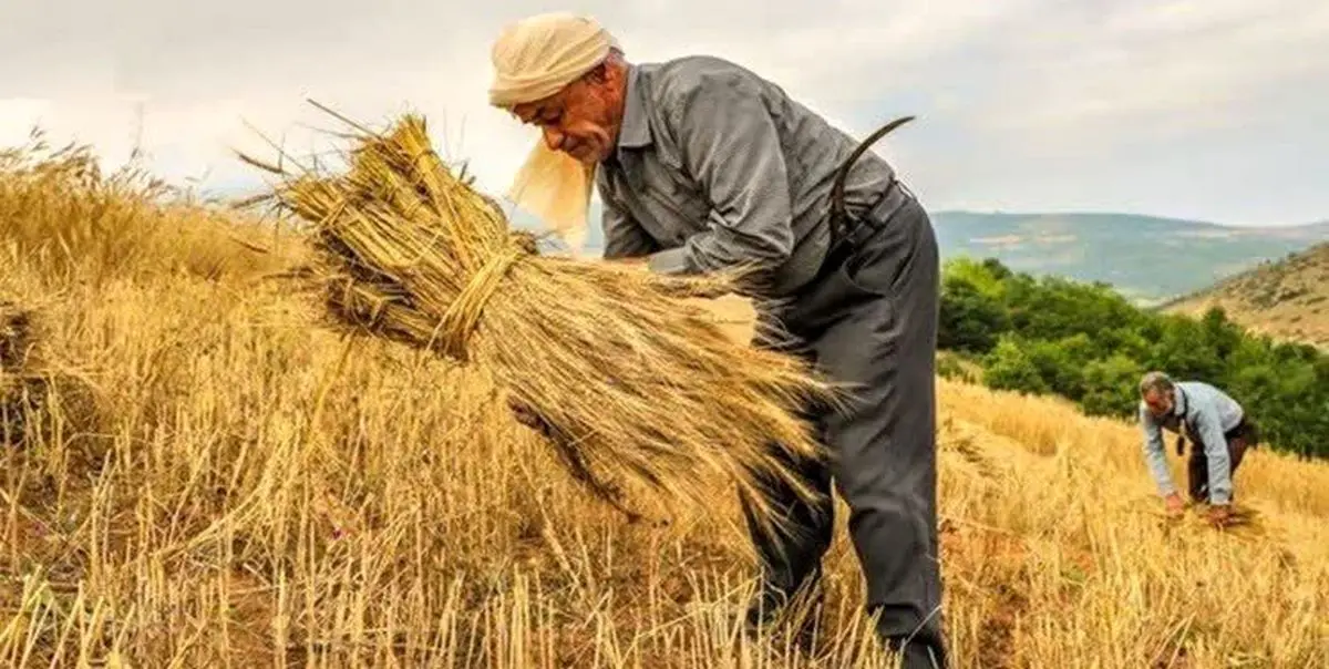 اشتغال یک هزار دانش‌آموخته و مهار مهاجرت روستاییان به شهرها با اجرای طرح جهش تولید در دیمزارها