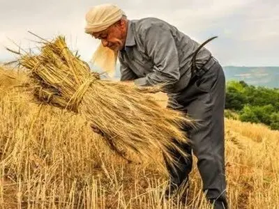 اشتغال یک هزار دانش‌آموخته و مهار مهاجرت روستاییان به شهرها با اجرای طرح جهش تولید در دیمزارها