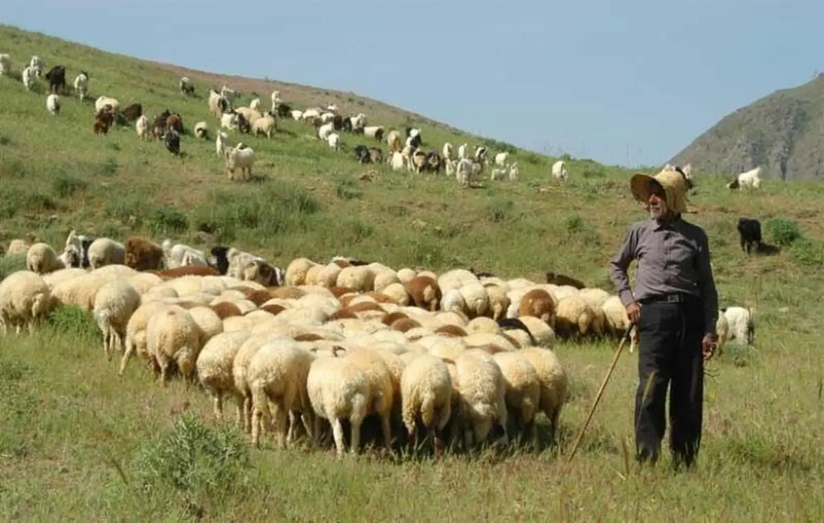 سمنان دارای 3 میلیون و 741 هزار هکتار مرتع قابل تعلیف است