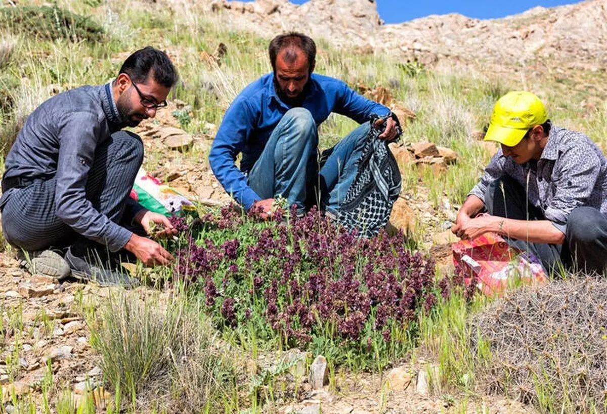  ۸۰ هزار هکتار به سطح زیر کشت گیاهان دارویی در کشور افزوده شده است