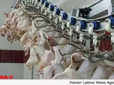 توزیع مرغ منجمد به قیمت مصوب